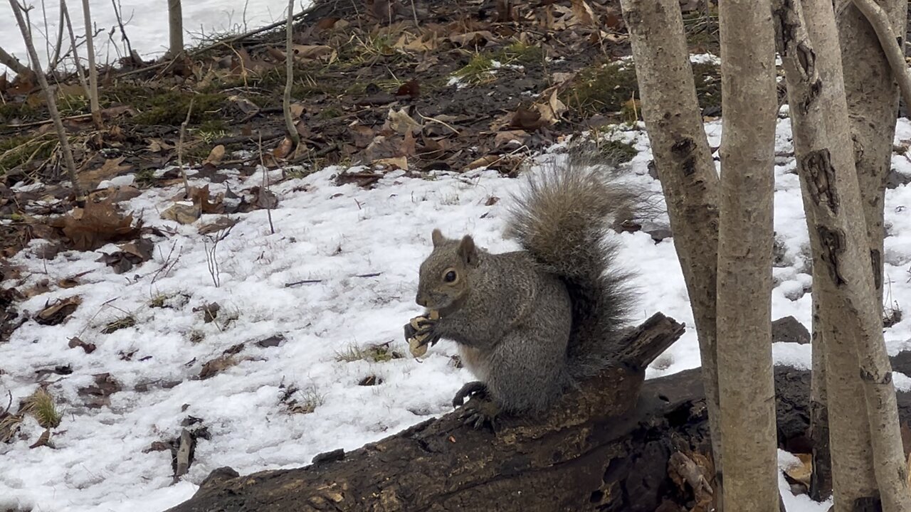 Grey squirrel having peanuts