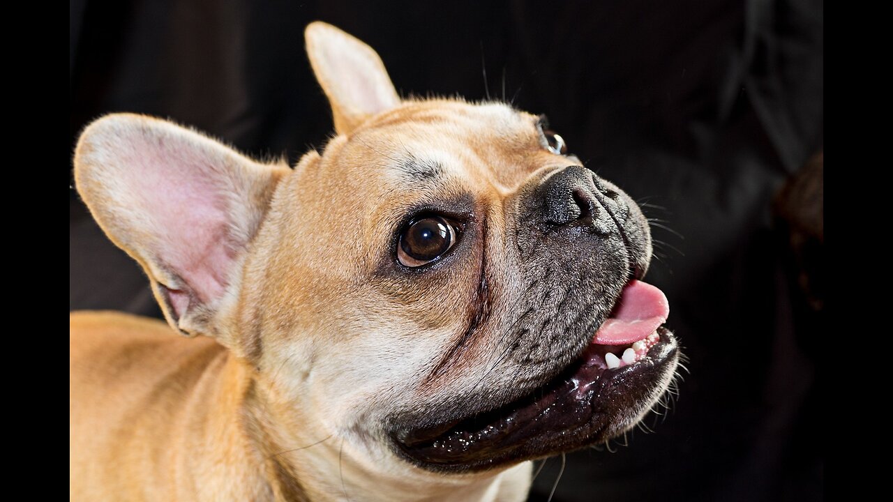 French Bulldogs - 5 Essential Facts Every Owner Should Know !