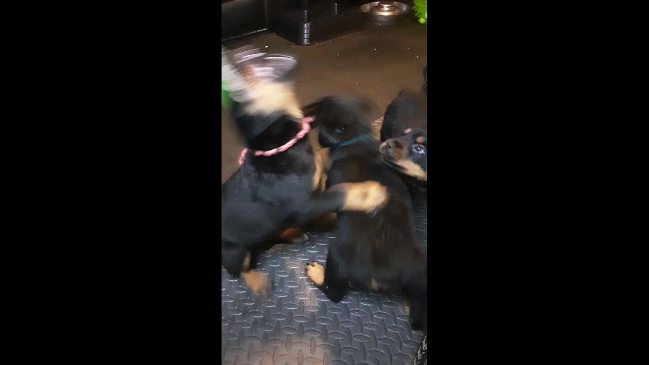 DUR KENNEL PUPPY FACES #ROTTWEILER