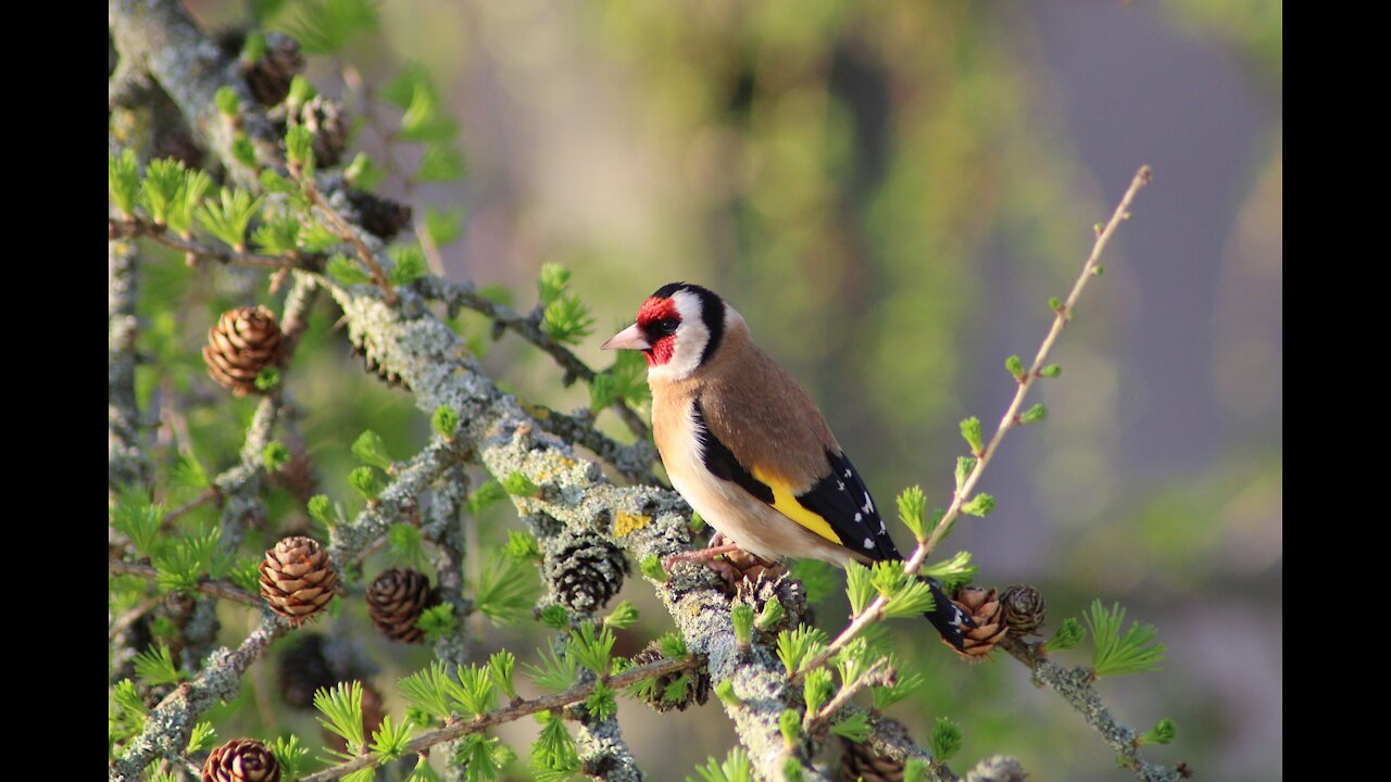 chardonneret nature - goldfinch