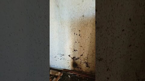 Raid did not work, flip a house it'll be fun they say. #can I charge roaches rent?