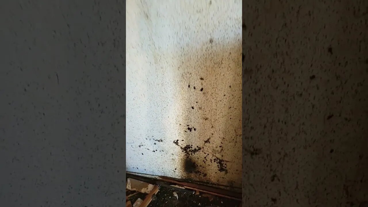 Raid did not work, flip a house it'll be fun they say. #can I charge roaches rent?