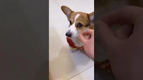 Even A Dog Understands After Being Fooled Twice