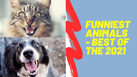 Funniest Animals - Best Of The 2021