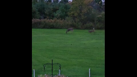 Whitetail Deer Frolicking At Full Speed