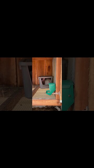 My Flemish giant is due any day. Does she like her nesting box? #rabbitfarming #rabbit