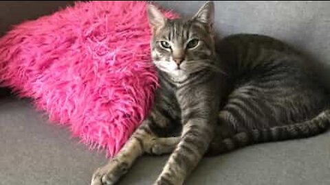 Clever cat figures out how to open doors like a human