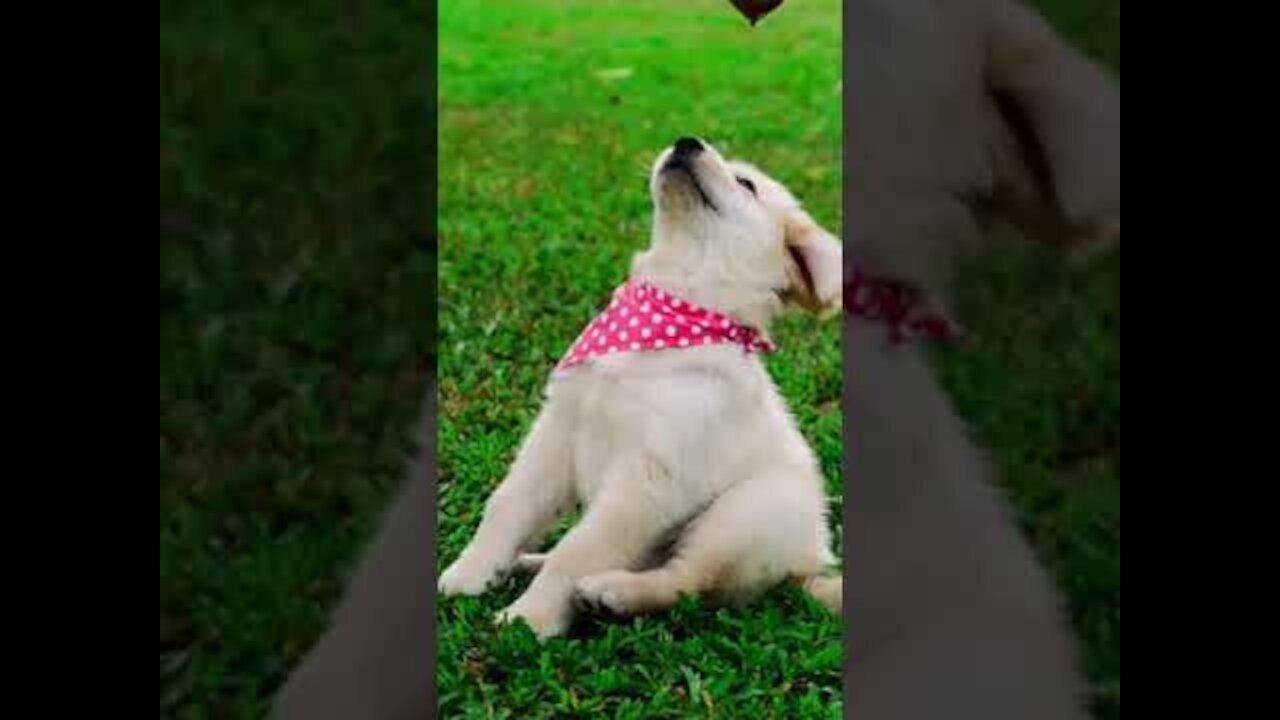 little funny and cute Dogs - little puppy - #Shots #story