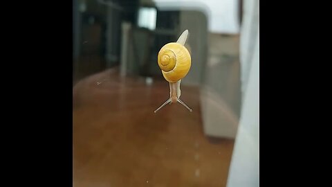 Snail on glass #shorts