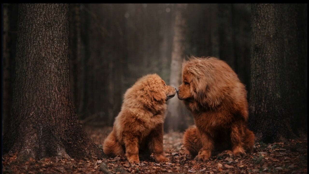 🐕The Tibetan Mastiff - All About the Tibetan Mastiff Dog Breed!