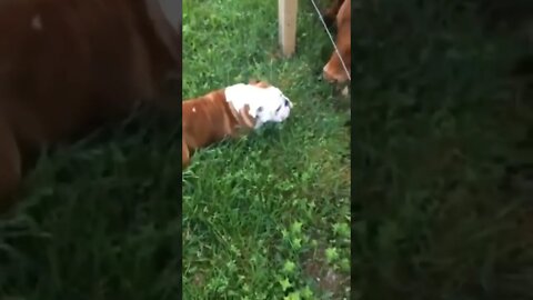 They like me…they really like me. 😜🐶🐮 #shorts #shortsfeed #clips #shortvideo