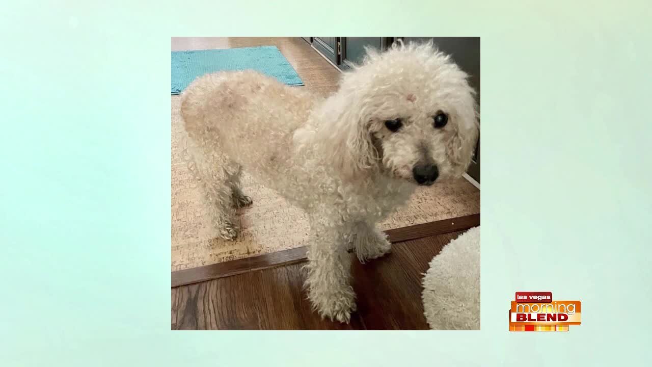 Pick of the Litter: Meet Juliet!