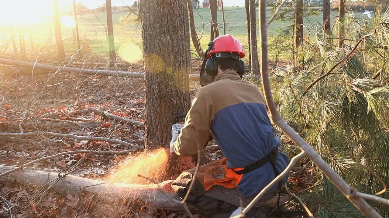 Silvopasture | Why Cutting Your Trees is a Good Thing