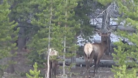 Bull Elk starting to grow their racks back! Velvet!