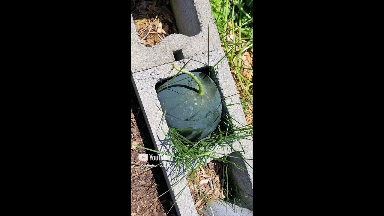 Square Watermelon