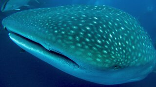 Lucky scuba divers encounter the largest species of shark in the world