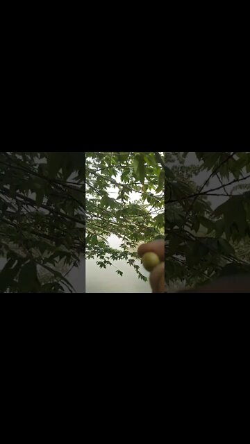 Ini Pohon Buah Ceri