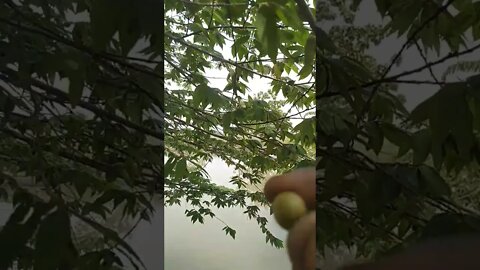 Ini Pohon Buah Ceri