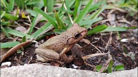 Frogs go free in the Tamarindo Garden. This little guy was hiding in my compost bin.