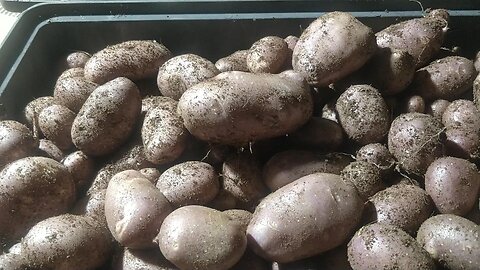 Hydroponic Royal Blue Potato Harvest