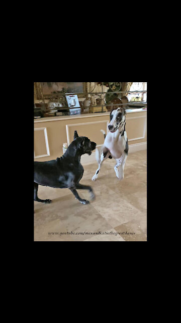 Bouncing Boxing Great Danes Can't Wait To Go For A Car Ride