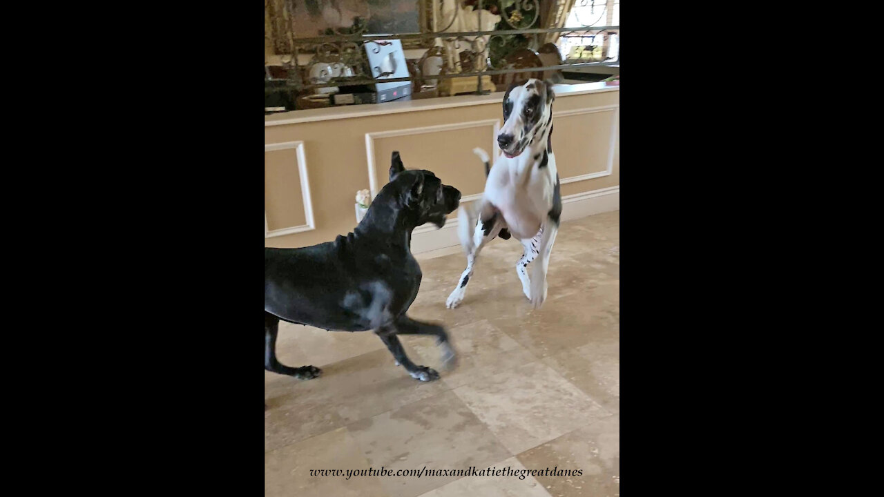 Bouncing Boxing Great Danes Can't Wait To Go For A Car Ride