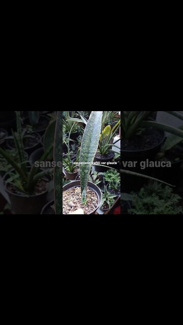 sansevieria#shorts