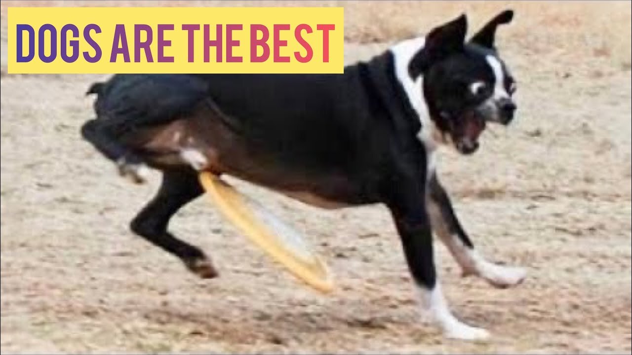 Best Of 2021 Top Funny Dog Videos | Funny Animals Compilation