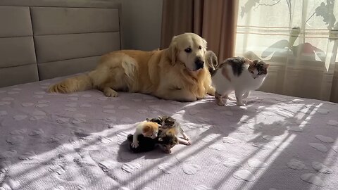 Mom cat shows baby kittens that golden retriever is safe for them.