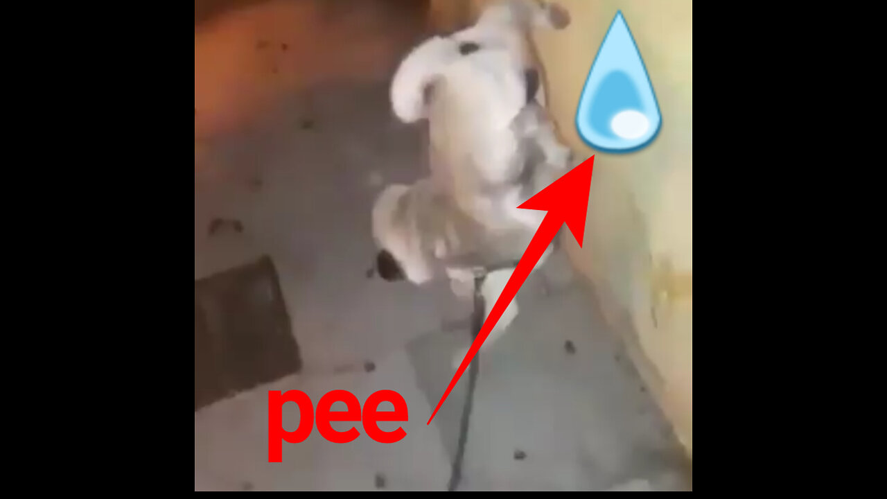 dog pissing on the wall while doing a handstand