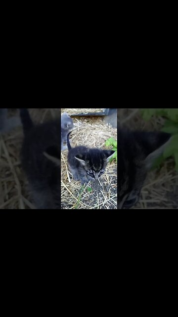 Smol Protest Smol Demand