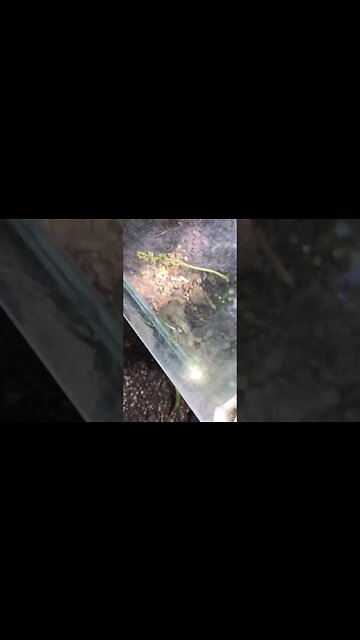 Flippa da frog relaxing