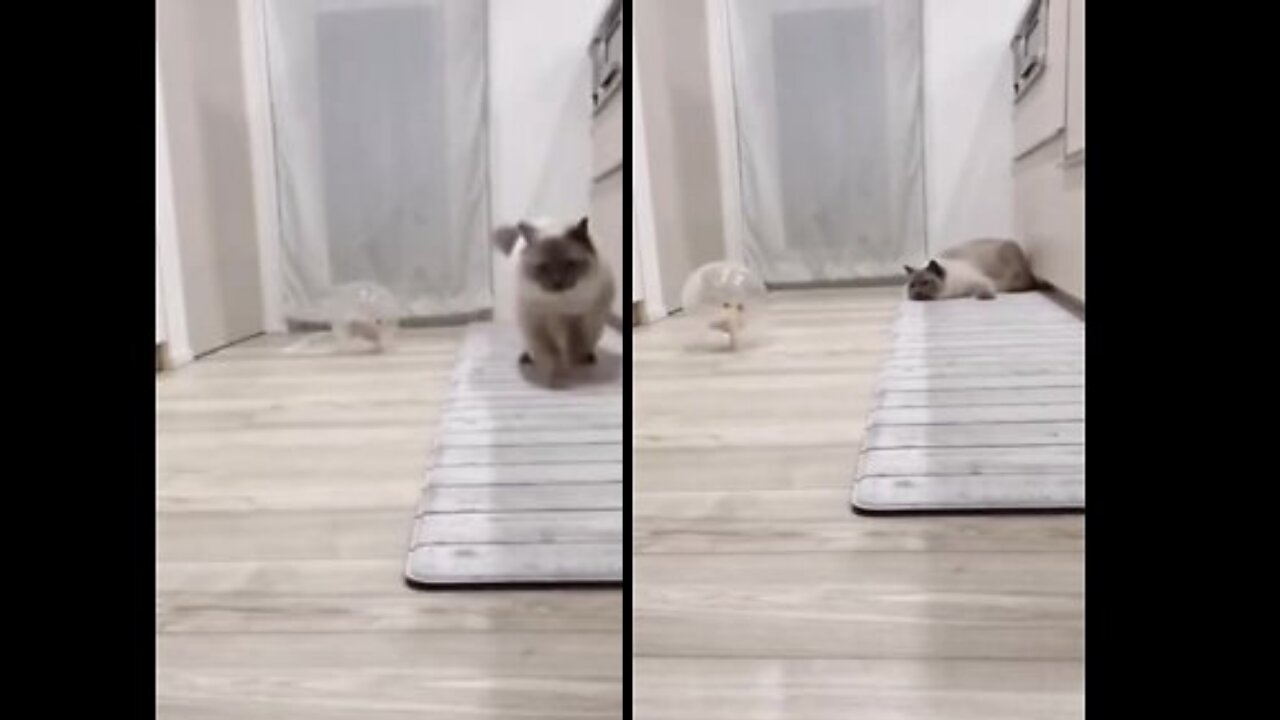 Hyper hamster chases the pet cat