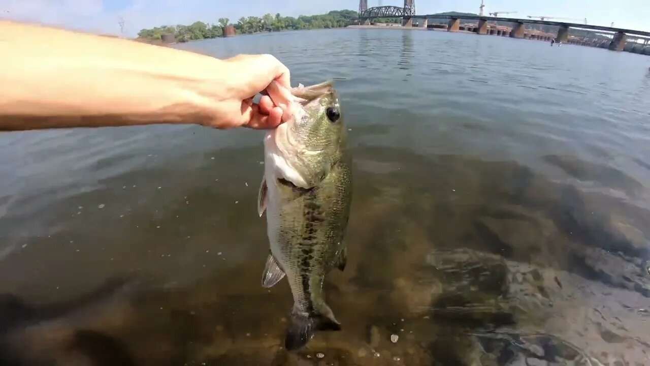 Fishing at the Chickamauga Dam: Live Wild Shad