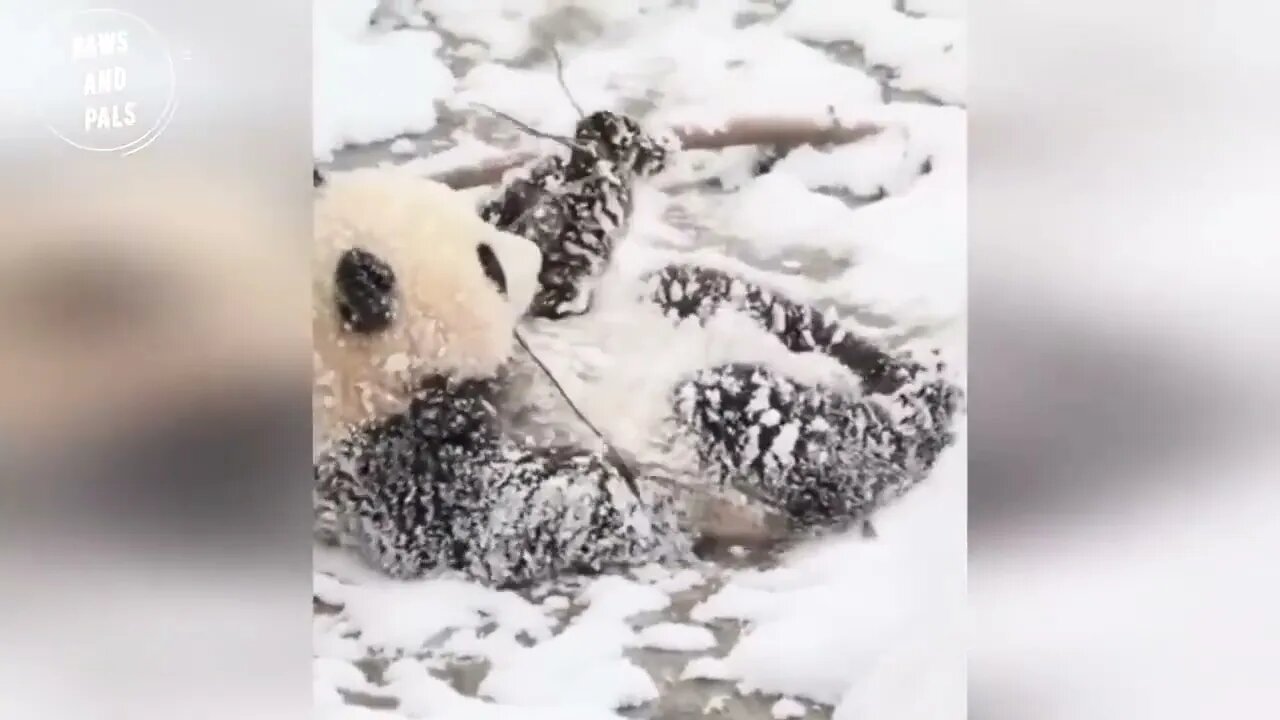 Funny baby pandas | Baby panda falling