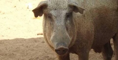 Animais irracionais!