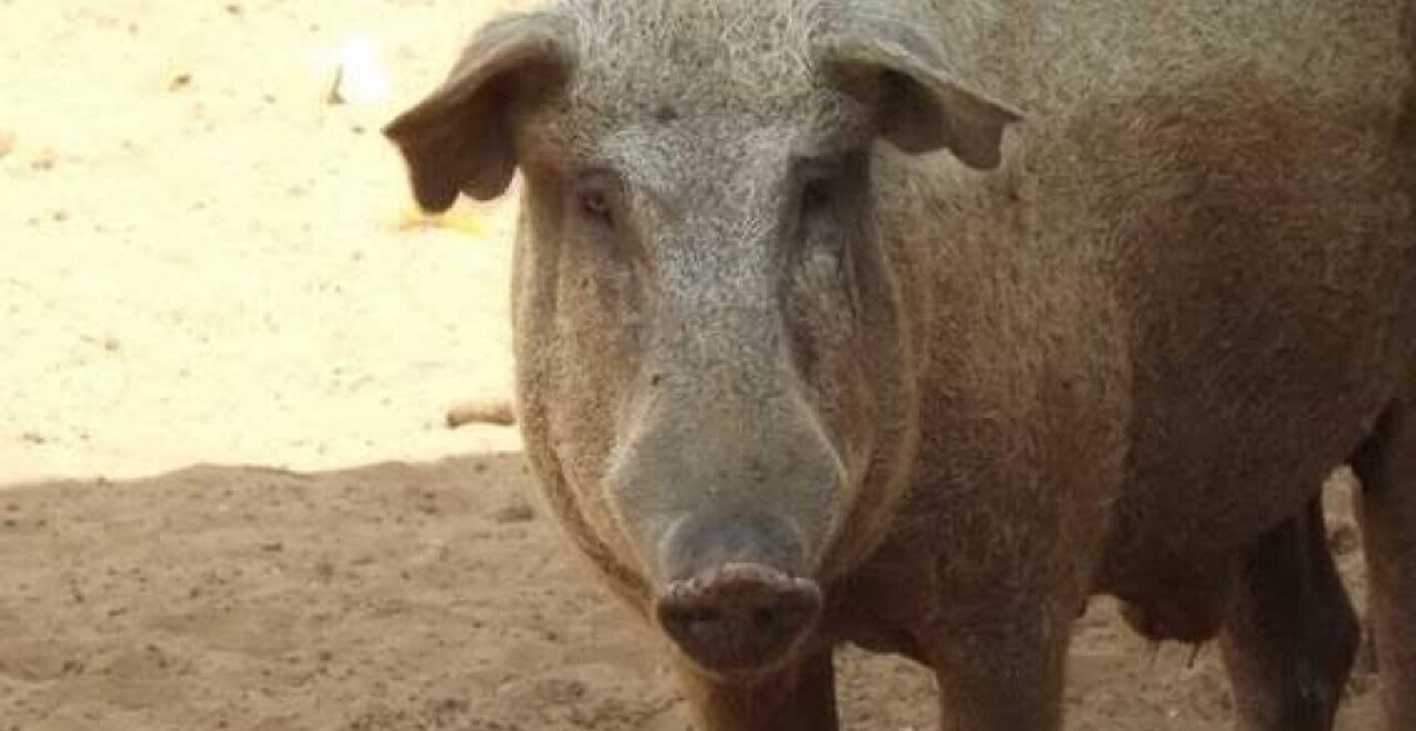 Animais irracionais!