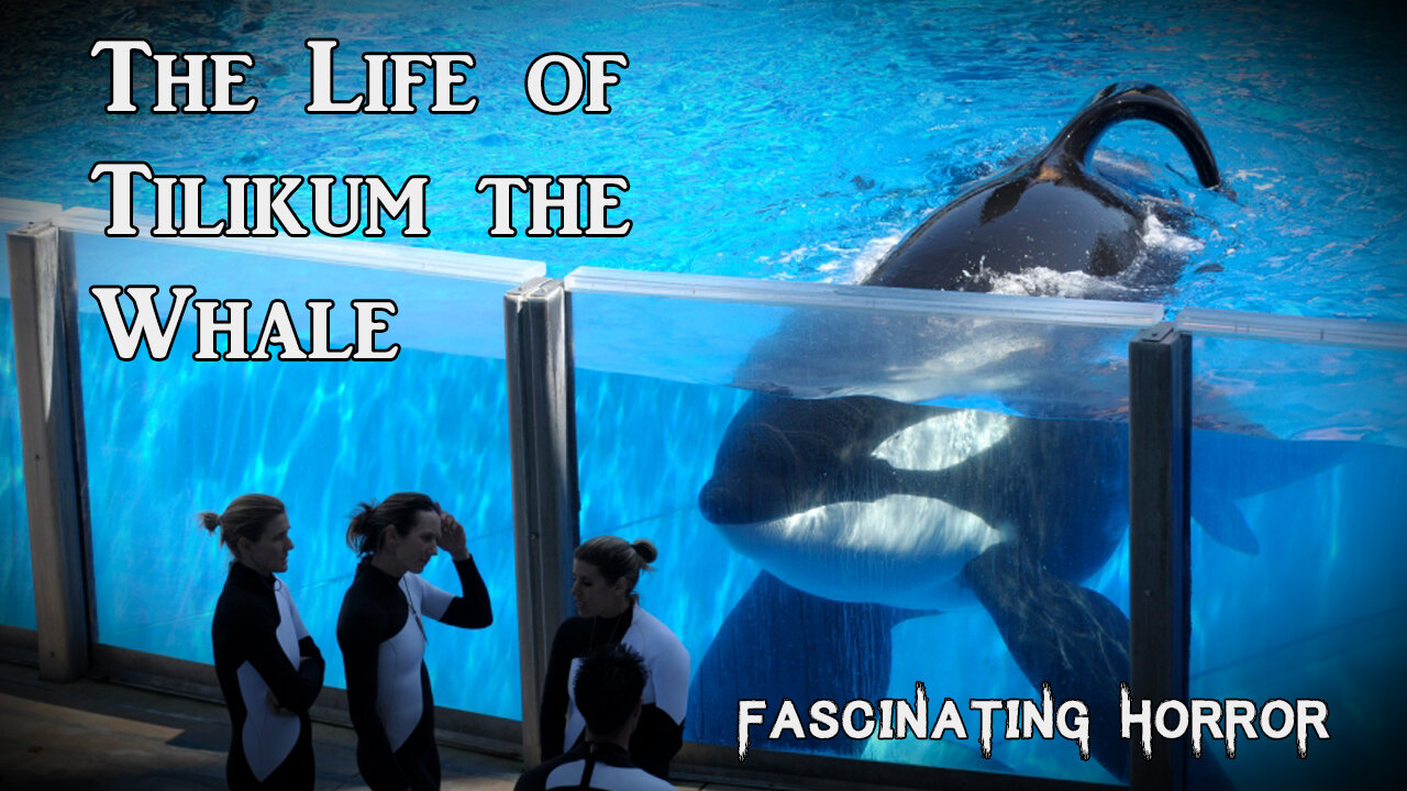 The Life of Tilikum the Whale | Fascinating Horror