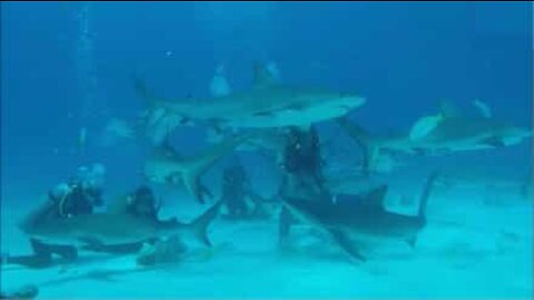 Diver is surprised by a 'tornado' of sharks!