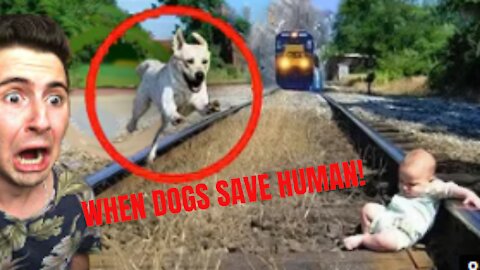 WHEN DOGS SAVE HUMAN!