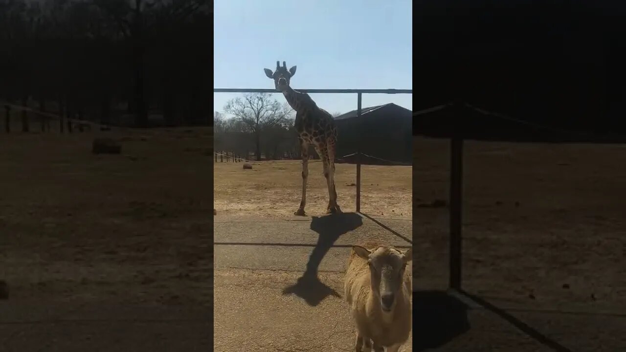 Giraffe! | Goat gets on Car | Wild Safari | feeding large animals | Milkyy-Media