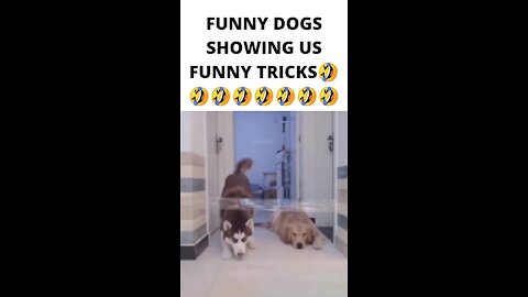 FUNNY DOGS SHOWING US FUNNY TRICKS