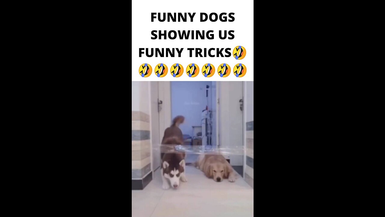 FUNNY DOGS SHOWING US FUNNY TRICKS