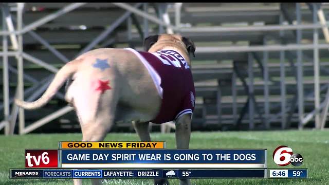 Man is making game day spirit wear for dogs