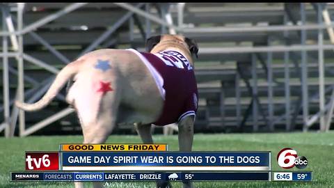 Man is making game day spirit wear for dogs