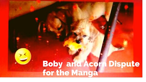 Boby And Acorn Playing a Mango