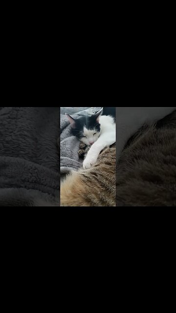 Cat 🐈 Love #caturday #catlover #catvideos #catholic