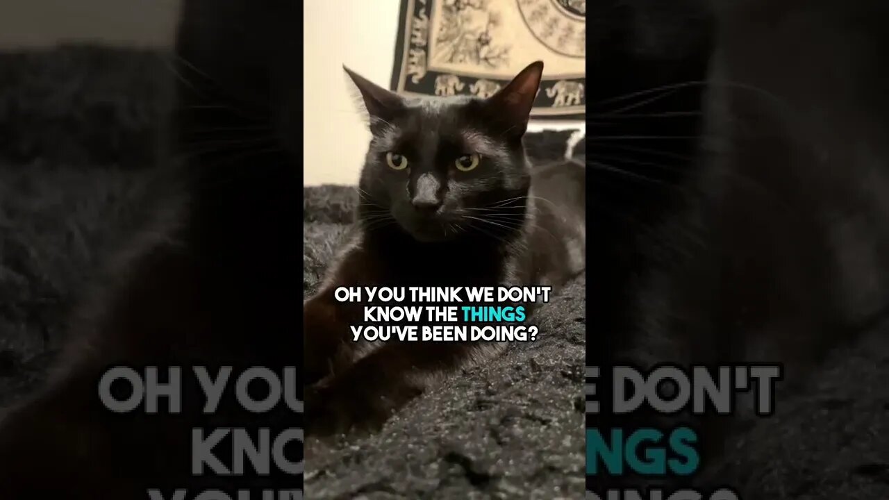 Send to someone that’s been bad😡 #cat #blackcat #leonthecatdad #relationship #relatable