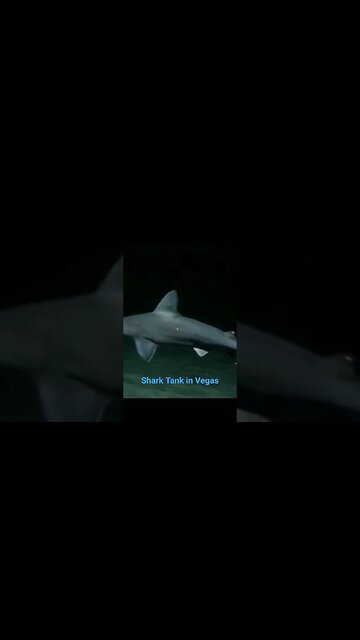 Sharks in Vegas #shorts #sharks
