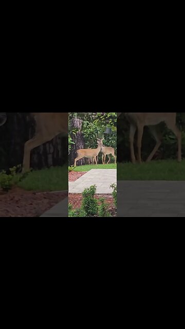 Mini Bully confronts 4 deer in my yard.